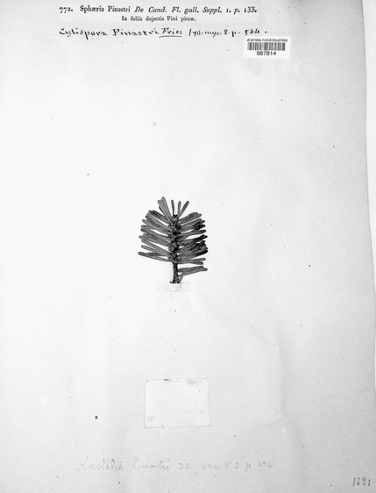 Guignardia pinastri image